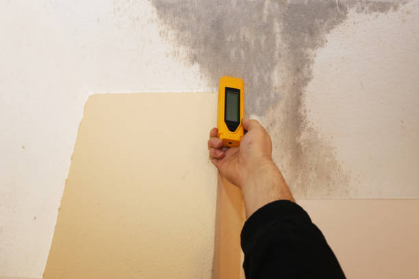 Mold Odor Removal Services in Gold Canyon, AZ
