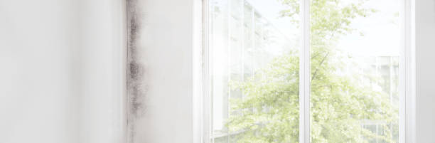 Best Dehumidification Services  in Gold Canyon, AZ