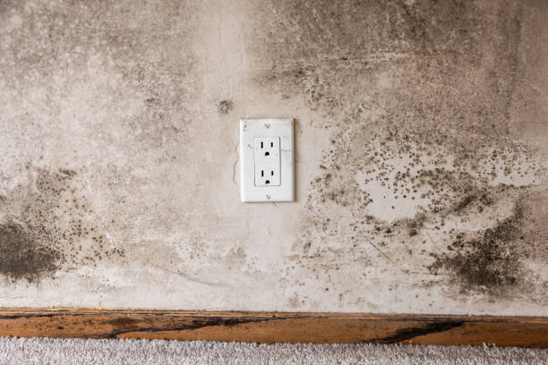 Best HVAC Mold Inspection and Cleaning  in Gold Canyon, AZ