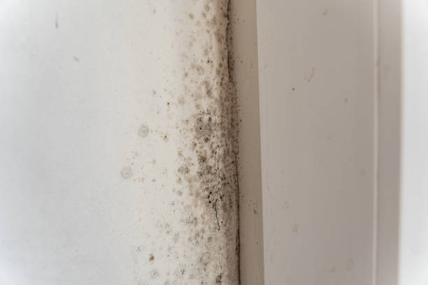 Best Mold Removal for HVAC Installations  in Gold Canyon, AZ