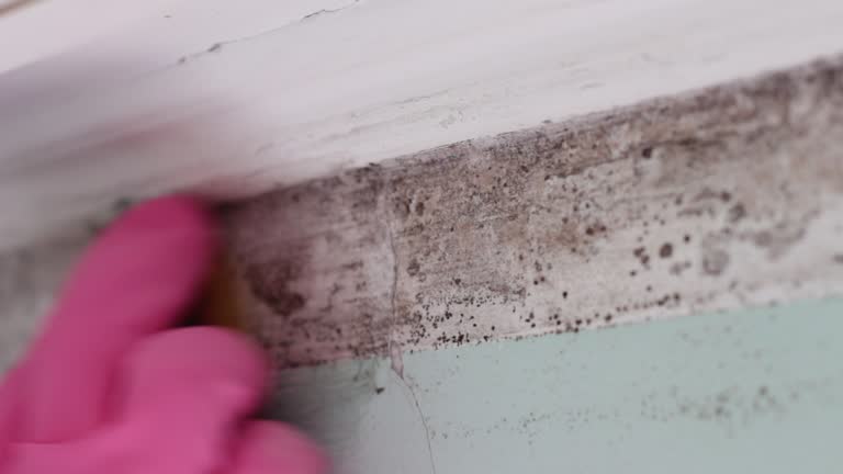 Professional Mold Removal in Gold Canyon, AZ